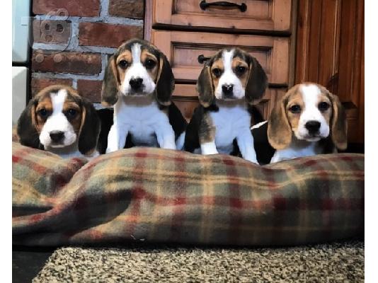 PoulaTo: Πανέμορφα εγγεγραμμένα κουτάβια Beagle Kc